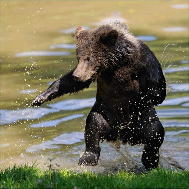 Медведи 14