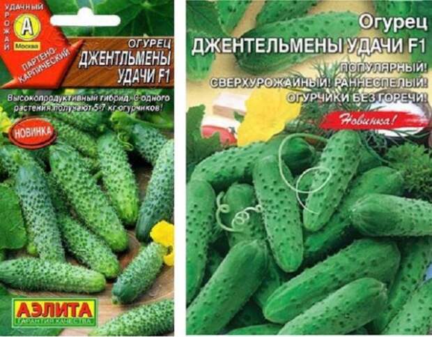 лучшие пучковые огурцы