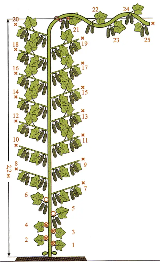 Схема формирования партенокарпических огурцов в теплице схема