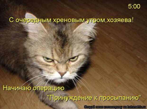 Свежая котоматрица (33 фото)