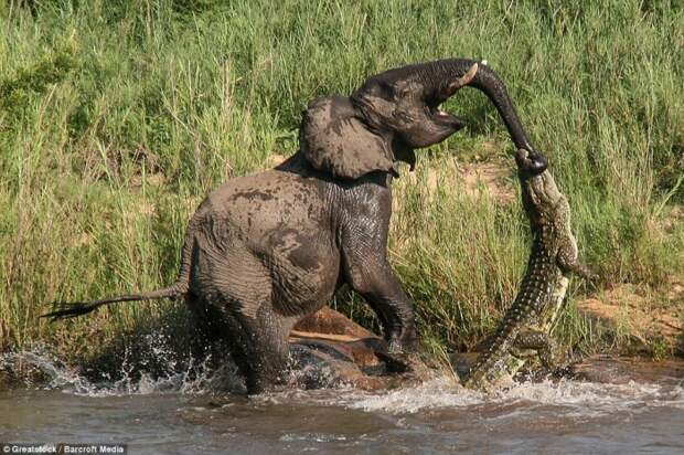 Слон вытаскивает из водоёма напавшего на него крокодила в природном заповеднике Саби-Сэндс, Южная Африка.