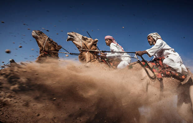 Традиционные верблюжьи бега в Омане