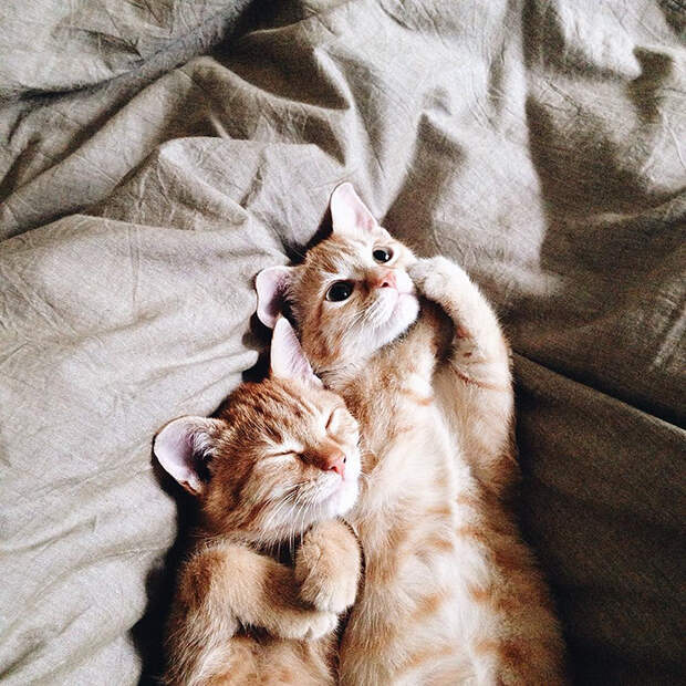 rescue-cats-inseparable-brothers-ginger-anyagrapes-22