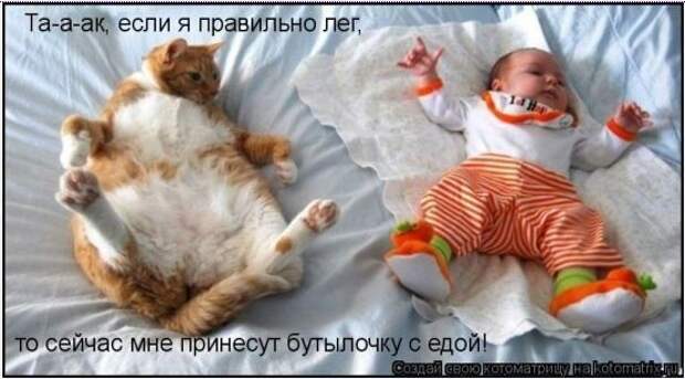 Котоматрица