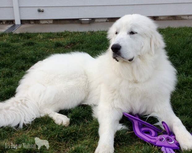 Great Pyrenees