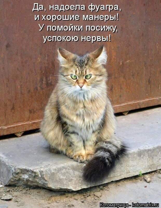 Лучшие котоматрицы недели