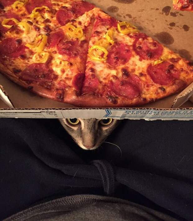 Пара подобрала кота, чья необычная особенность их сильно удивила кот который сидит как человек, кот Уилбур