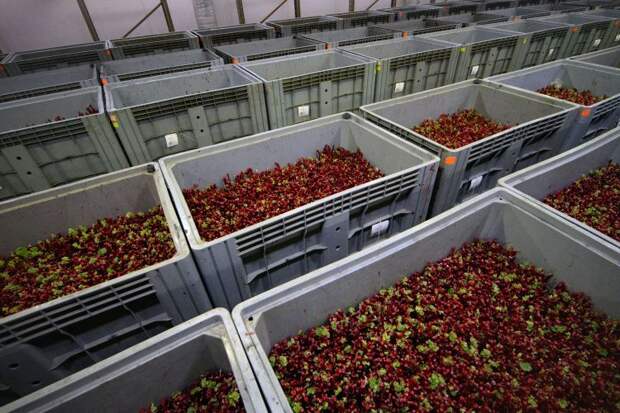 «Южная» расширяет питомник: заложен новый маточник винограда