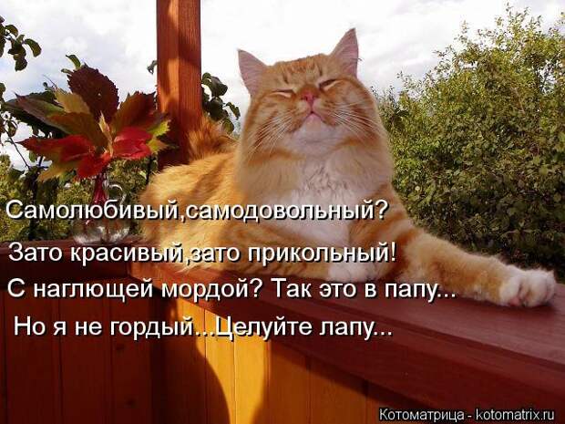 Клёвые отрывные котоматрицы (30 фото)