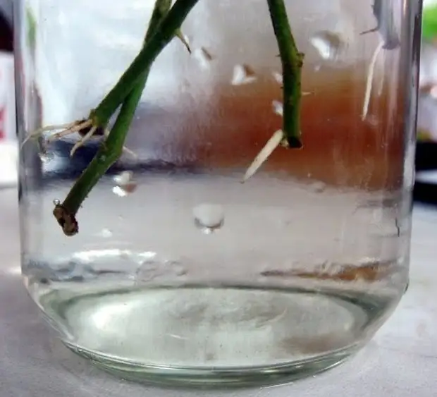 Объясните почему растение во 2 стакане завяло. Традесканция укоренение черенков. Розы корневин черенки. Традесканция черенкование в воде. Черенки в воде.