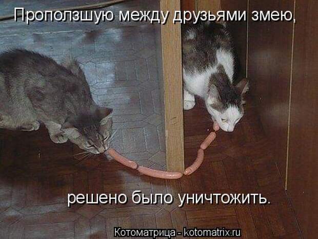 Котоматрица: Проползшую между друзьями змею, решено было уничтожить.