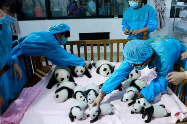 Потому что Чэнду — это место, где разводят и растят детенышей гигантской панды, которых в мире осталось всего 1864.