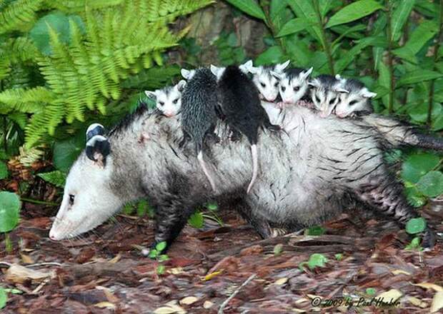 Самка виргинского опоссума с детенышами на спине (Didelphis virginiana), фото фотография картинка