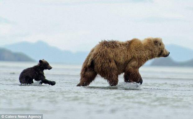 Медвежонок верхом на медведеце живность, фото, позитив