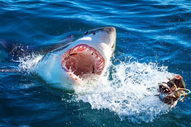 South Africa Great Whites