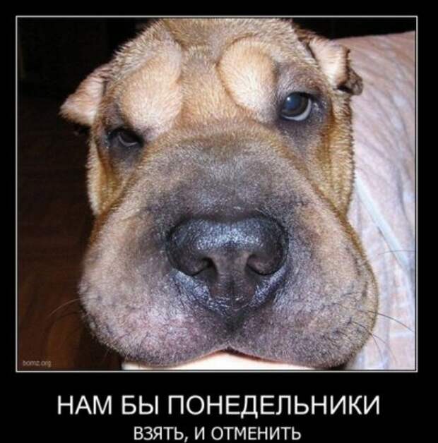 Демотиваторы, юмор и сатира, не смешных у нас не бывает.