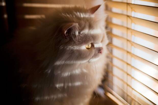 меланхоличные коты ждут хозяина у окна (11)