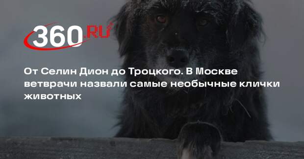 В Москве ветврачи назвали самые необычные клички домашних животных