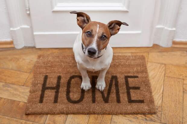 Пока дома нет людей, собака будет за старшего. /Фото: static.wixstatic.com