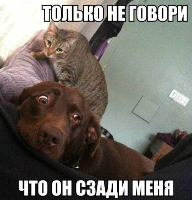 3993751_original (600x626, 277Kb)