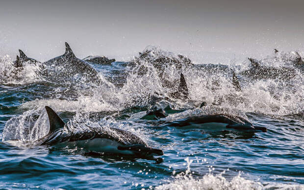 Дельфины, охотящиеся в водах Индийского океана у берегов ЮАР.