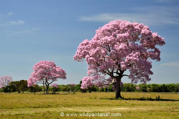 pantanal16