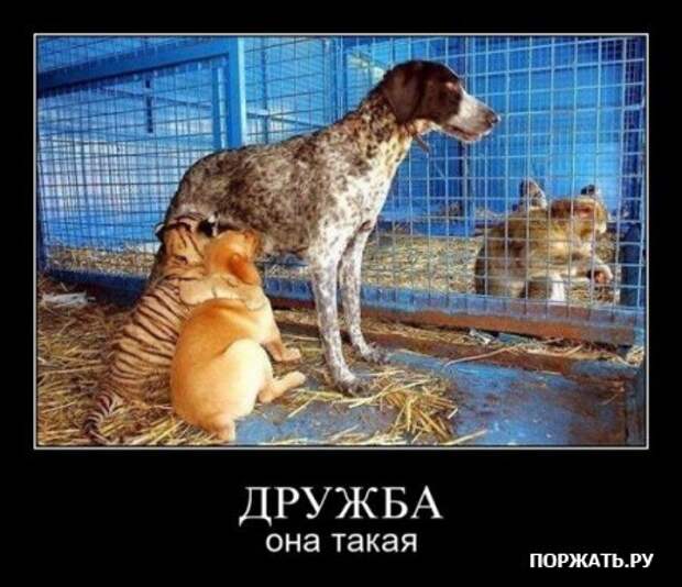 Демы как они есть