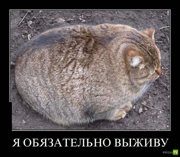 Демотиваторы на июль, часть 7 (29 фото) Демотиваторы на июль, часть 7 (29 фото)