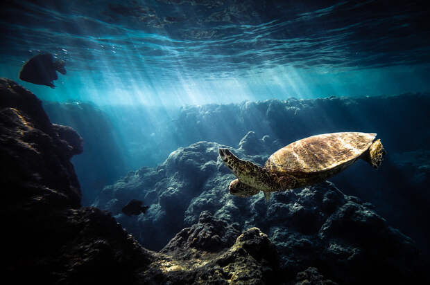 45 красивых подводных фотографий, от которых замирает дыхание животные, подводная съемка, рыбы, фото