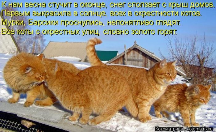 Лучшие котоматрицы недели (50 фото) Лучшие котоматрицы недели (50 фото)