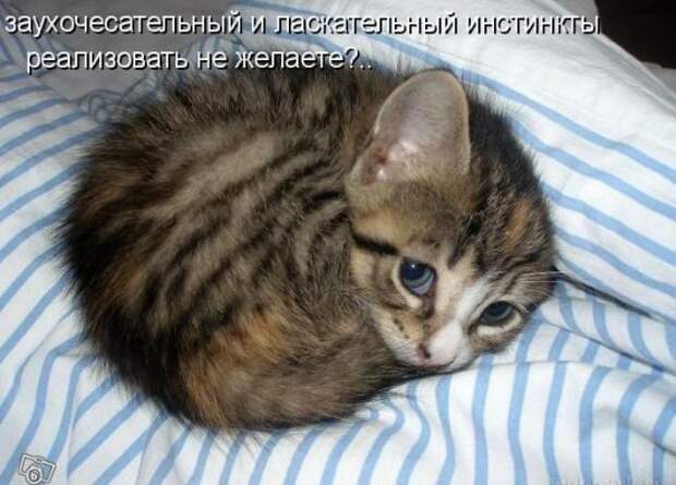 Котоматрица 14