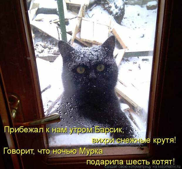 Котоматрица: подарила шесть котят! Прибежал к нам утром Барсик, вихри снежные крутя! Говорит, что ночью Мурка
