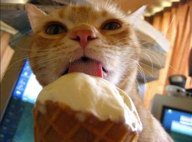 кошка ест мороженое