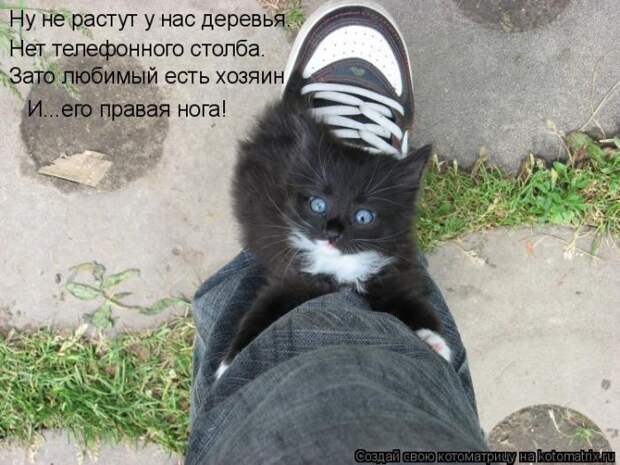 Лучшие котоматрицы недели (50 фото)