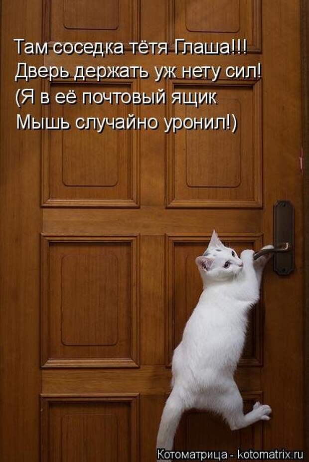 Лучшая котоматрица недели (30 фото)