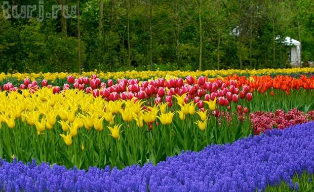 Нидерландский парк цветов - аж дух захватывает от такой красоты