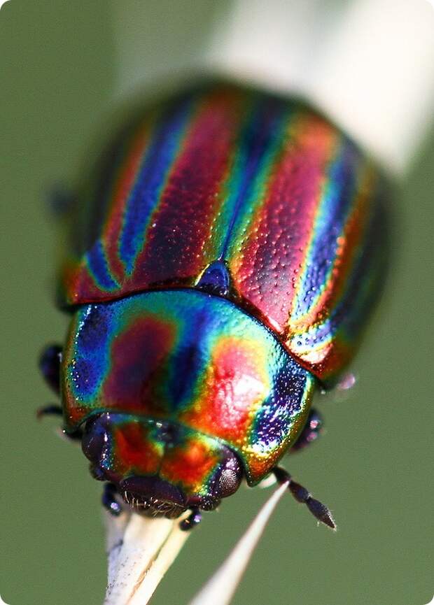 Злаковый листоед (лат. Chrysolina cerealis)