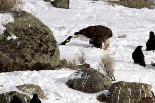 crows-tease-animals-peck-bite-tails-trolls-corvids-6