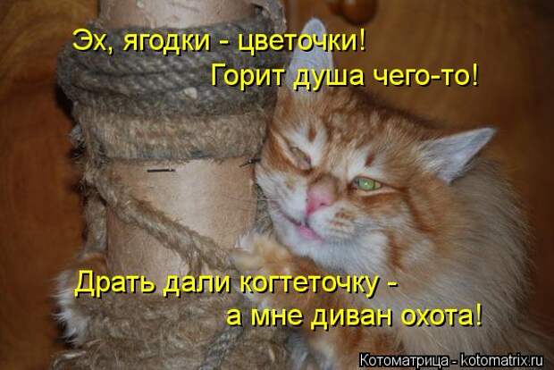 Клёвые отрывные котоматрицы (30 фото)