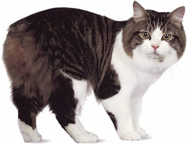 Мэнкс