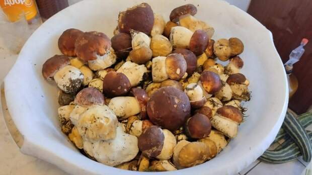 В замороженных белых грибах с Алтая обнаружили опасное превышение ртути