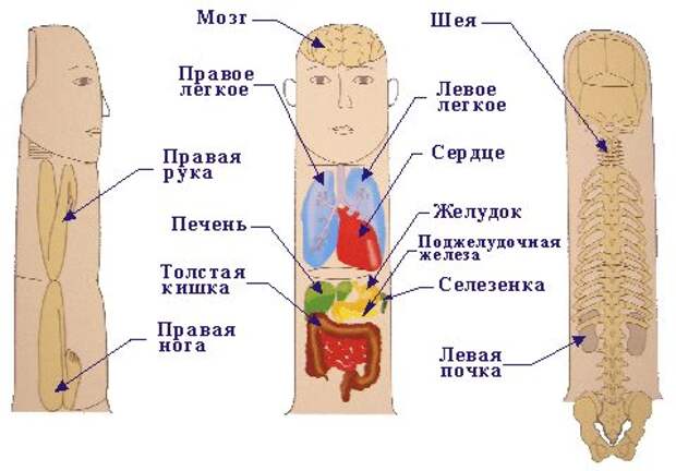 Су_Джок_акупунктура