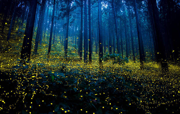 fireflies-long-exposure-photography-2016-japan-10