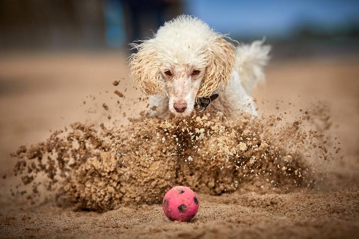 Победители фотоконкурса Dog Photographer of the Year 2018 8