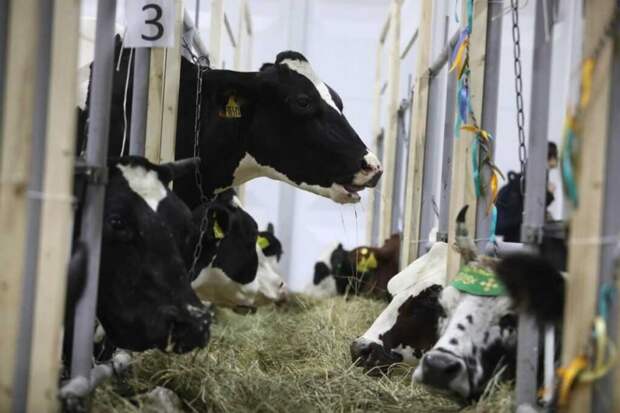 Владельцы забитого скота в Новосибирской области получат выплаты