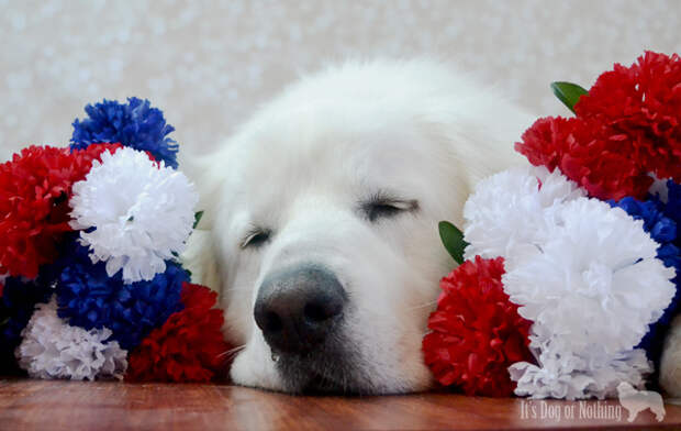 52 Snapshots of Life - Patriotic