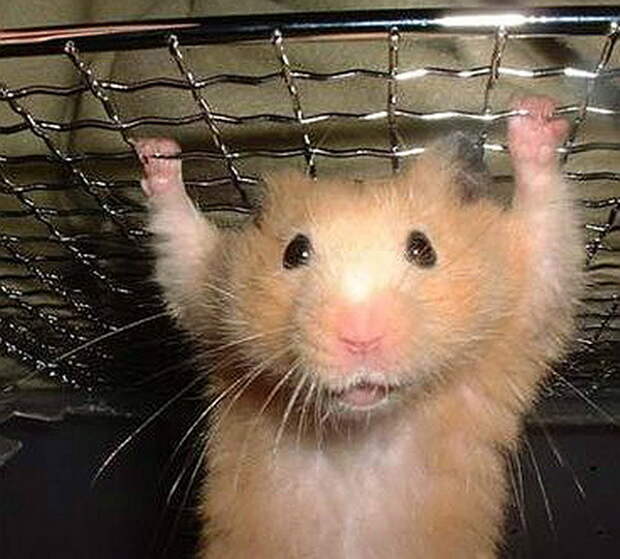 https://vkletke.by/images/kletki/kletki_dla_xomiaka/hamster-09.jpg