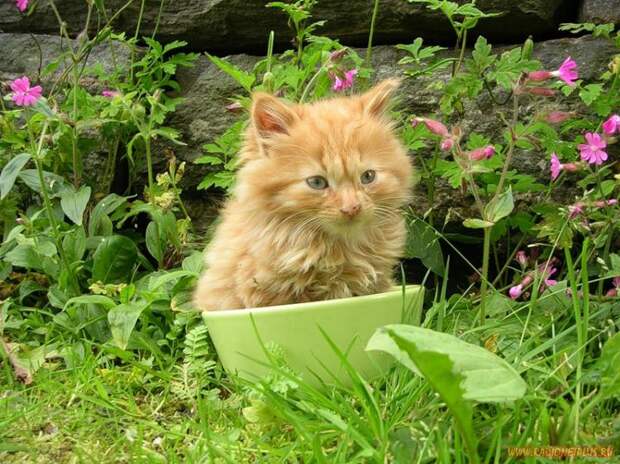 Коты в коробках, сумках, банках и прочих емкостях