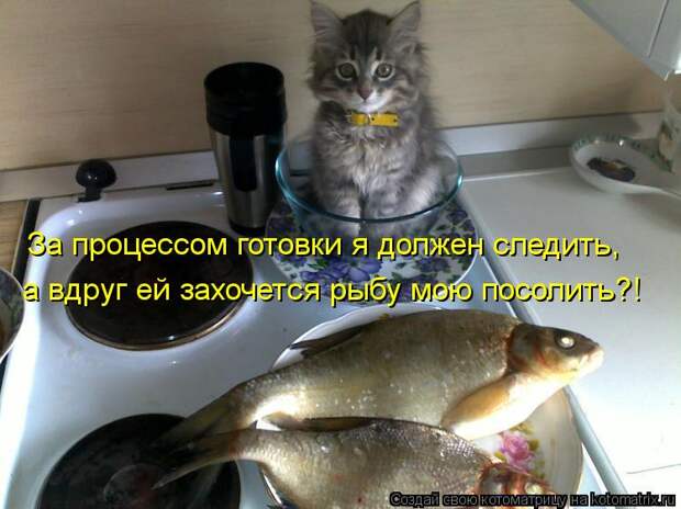 Котоматрица: За процессом готовки я должен следить, а вдруг ей захочется рыбу мою посолить?!