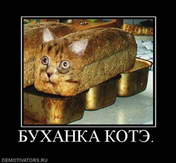 Демотиваторы про котЭ